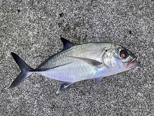 ギンガメアジの釣果