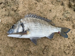 ミナミクロダイの釣果