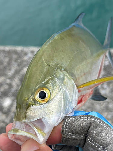 カスミアジの釣果