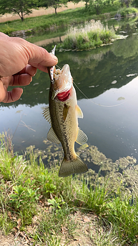 ラージマウスバスの釣果