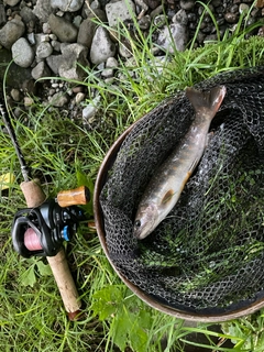 イワナの釣果