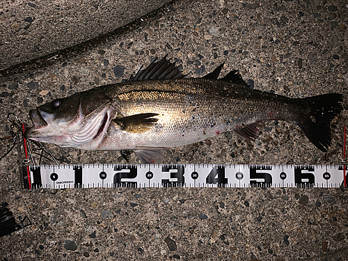 シーバスの釣果