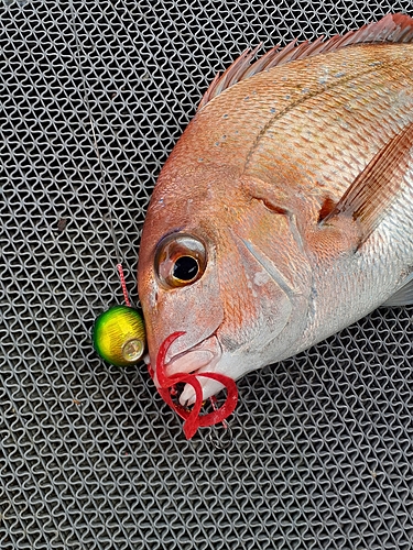 マダイの釣果