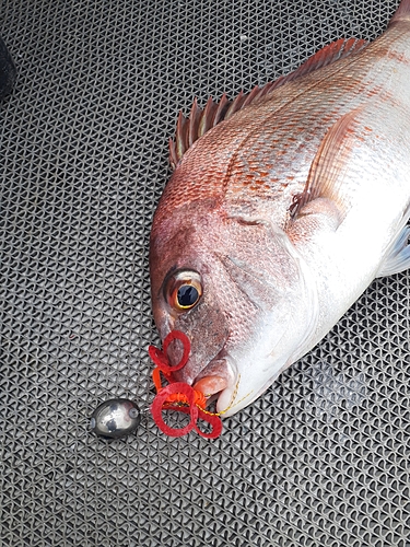 マダイの釣果