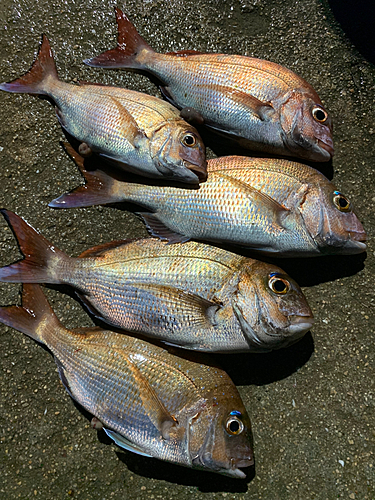 タイの釣果