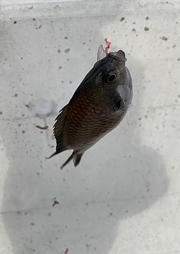 スズメダイの釣果