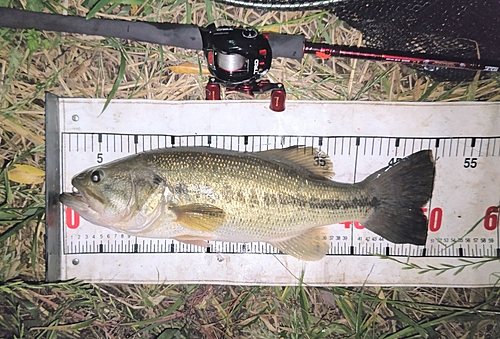 ラージマウスバスの釣果