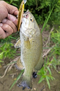 スモールマウスバスの釣果