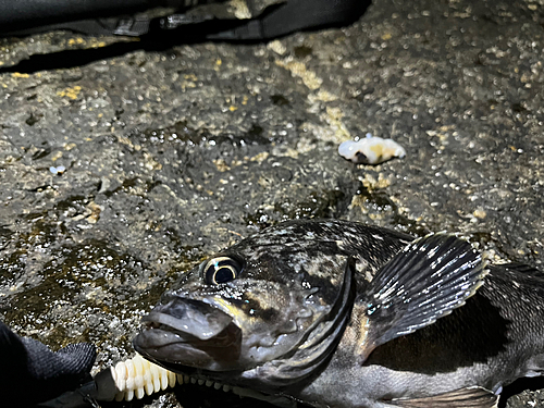 クロソイの釣果