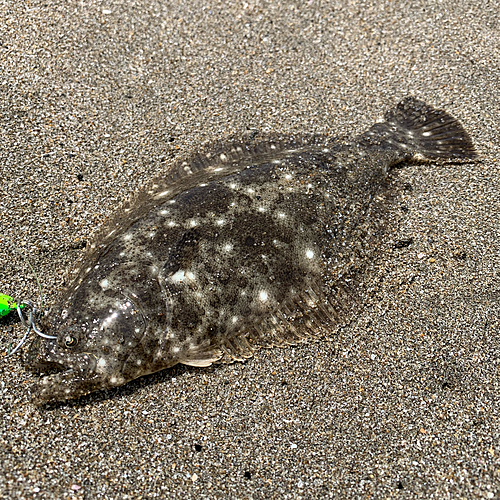 ヒラメの釣果