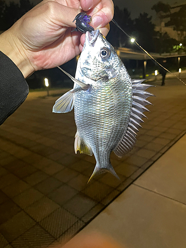 キビレの釣果