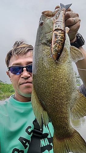 スモールマウスバスの釣果