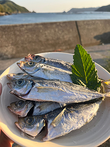 アジの釣果