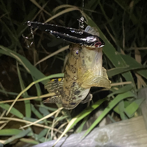 ハゼの釣果