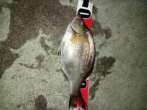 マタナゴの釣果