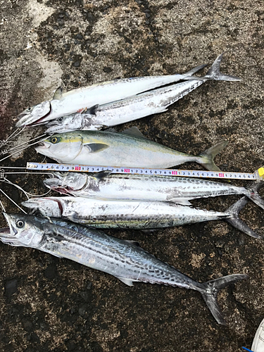 ハマチの釣果