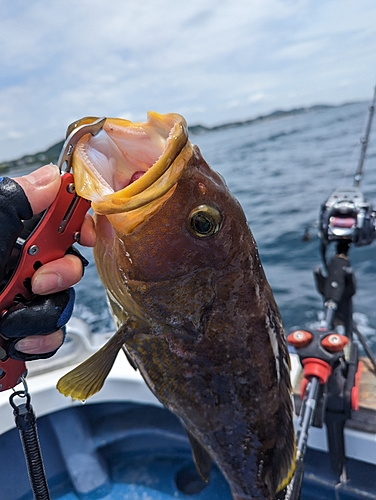 アオハタの釣果