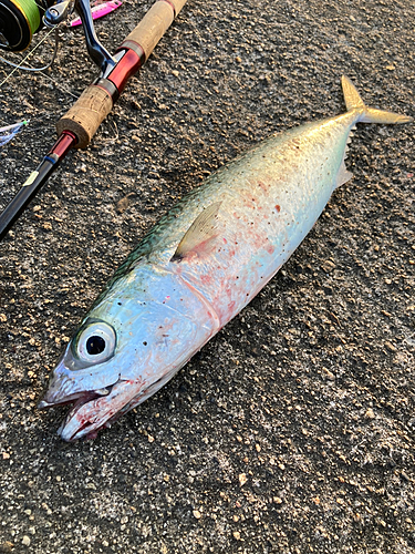 マサバの釣果