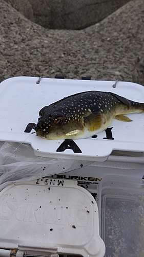 フグの釣果