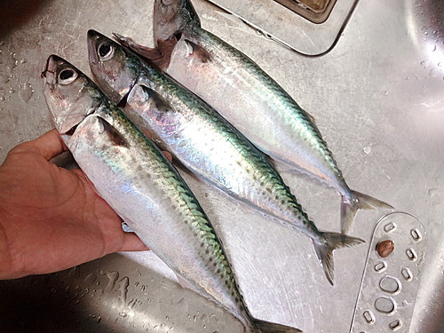 サバの釣果