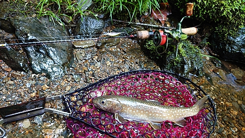 イワナの釣果