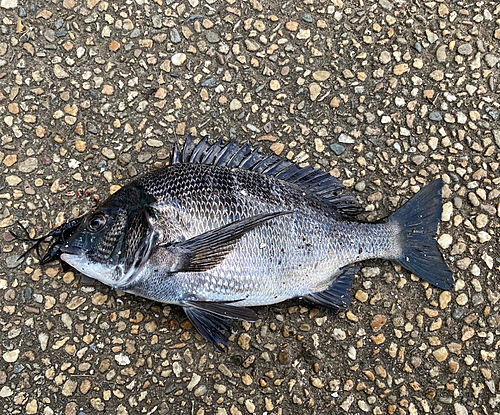 クロダイの釣果