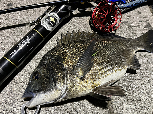 クロダイの釣果