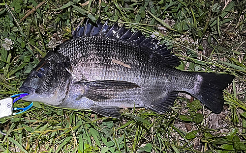 クロダイの釣果