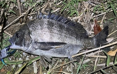 クロダイの釣果