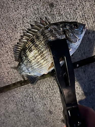 クロダイの釣果