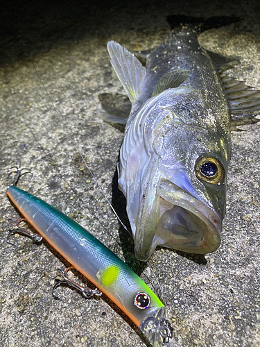 セイゴ（マルスズキ）の釣果