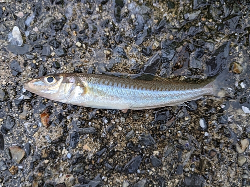 キスの釣果