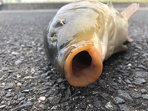 コイの釣果