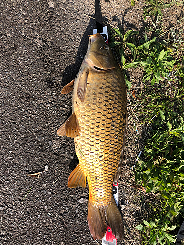 コイの釣果