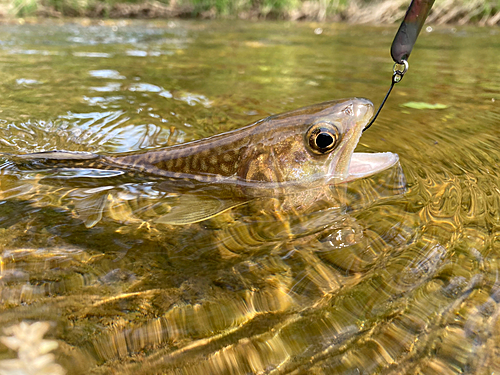 アメマスの釣果