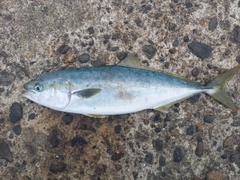 ハマチの釣果