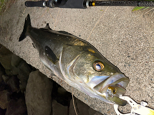 シーバスの釣果