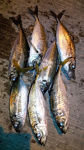 アジの釣果