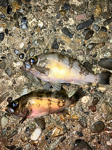 メバルの釣果