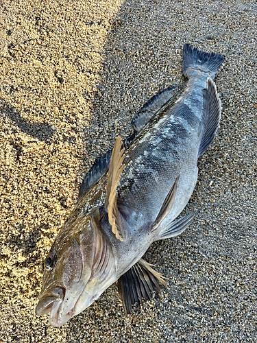 アイナメの釣果