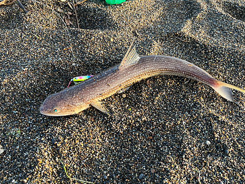 エソの釣果