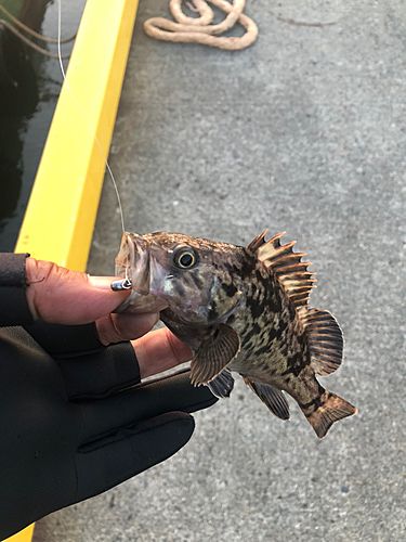 釣果