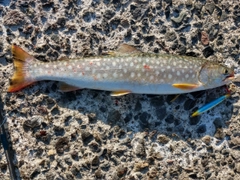 アメマスの釣果