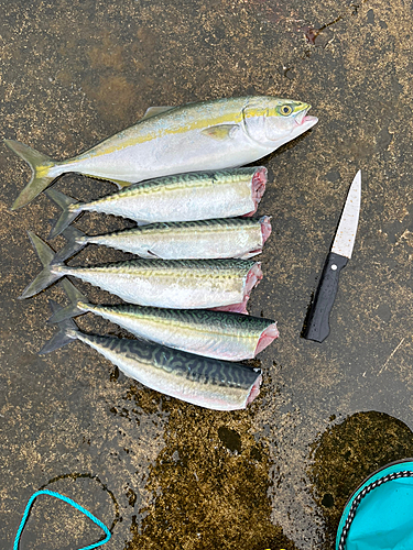 サバの釣果