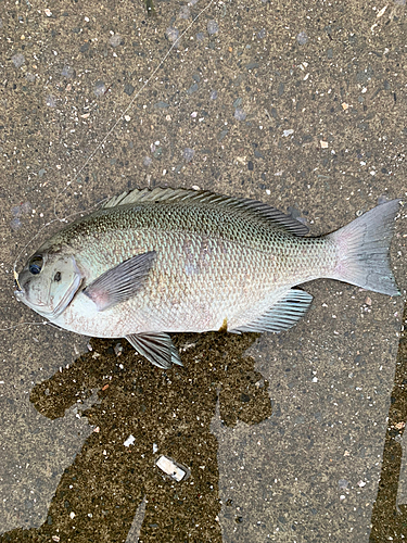 クチブトグレの釣果