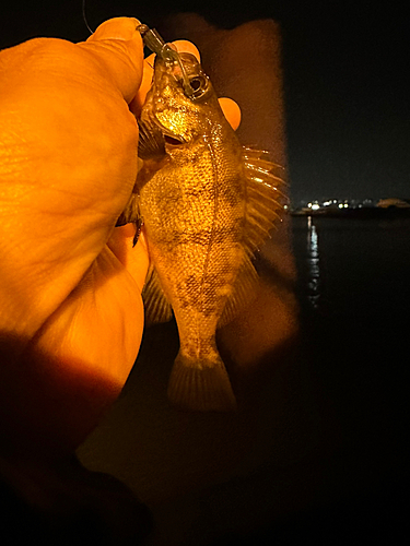 メバルの釣果