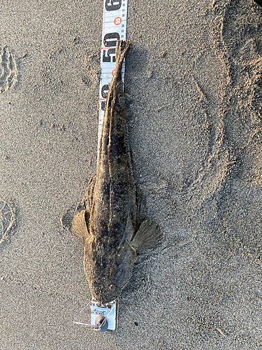 マゴチの釣果