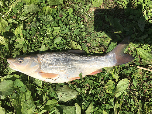 ウグイの釣果