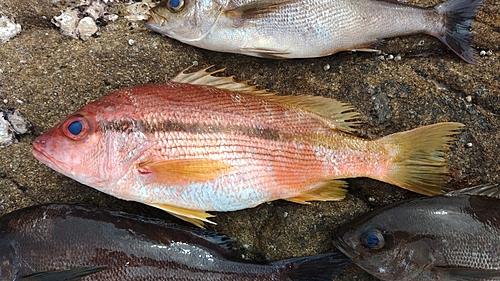 ヨコスジフエダイの釣果