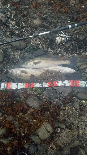 シーバスの釣果